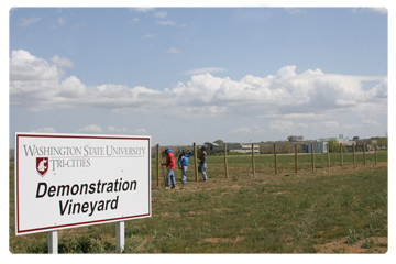 Research and teaching vineyard