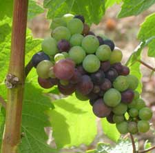 Winemaking tips for winemakers dealing with late ripening, especially after such a hot summer last year, are available in a just-published newsletter written by WSU enologists Thomas Henick-Kling and Jim Bertson. Get the low down by visiting http://bit.ly/aDvyKf.