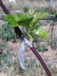 Chardonnay shoot emerging from a bud grafted on a green rootstock shoot in the field.