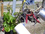Heating dormant grapevine buds accelerates shoot development (foreground), while cooling the buds slows growth (background)