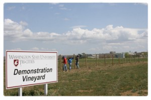 A field with people working with fence posts and a sign with the text: Washington State University Demonstration Vineyard