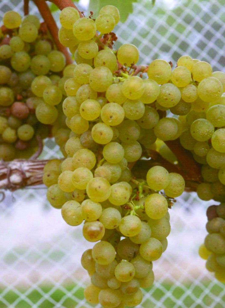 Cluster of Green Grapes
