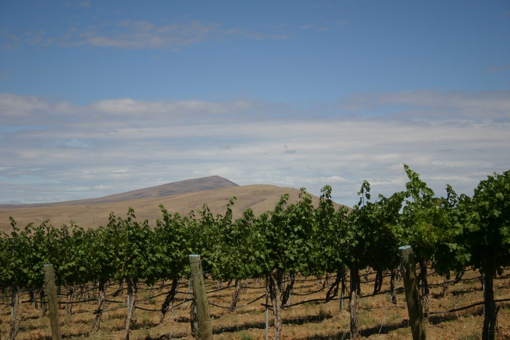 A vineyard with Red Mountain in the background.