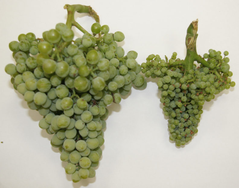 Healthy versus Infected Grapes