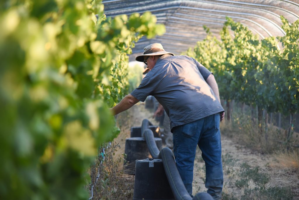 Man examining vines in a covered vineyard